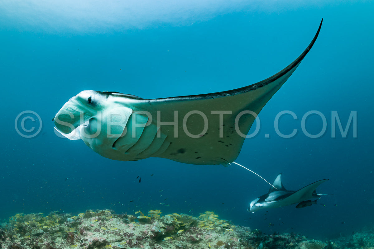 Photo de Raies manta volant autour d'une station de nettoyage aux Maldives