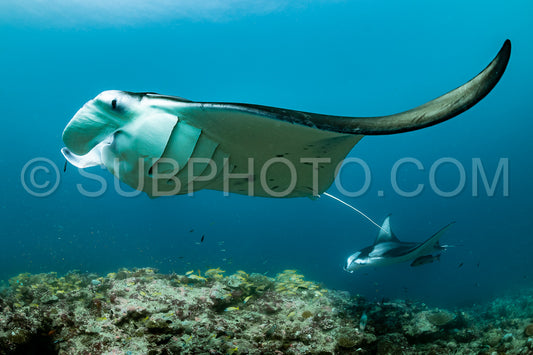 Manta ray rays flying around a cleaning station in the Maldives