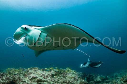 Manta ray rays flying around a cleaning station in the Maldives