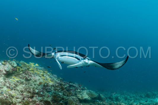 Manta ray rays flying around a cleaning station in the Maldives