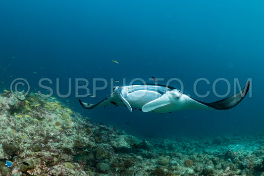 Manta ray rays flying around a cleaning station in the Maldives