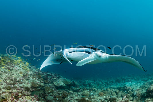 Manta ray rays flying around a cleaning station in the Maldives