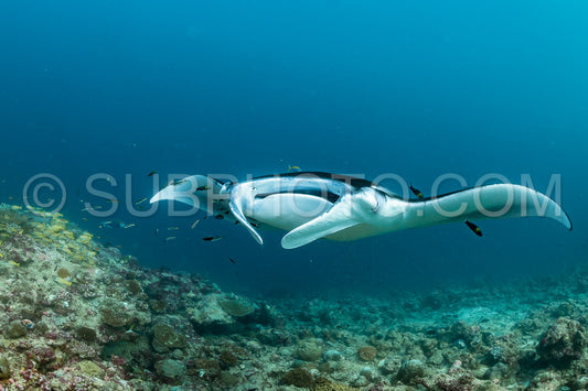 Manta ray rays flying around a cleaning station in the Maldives