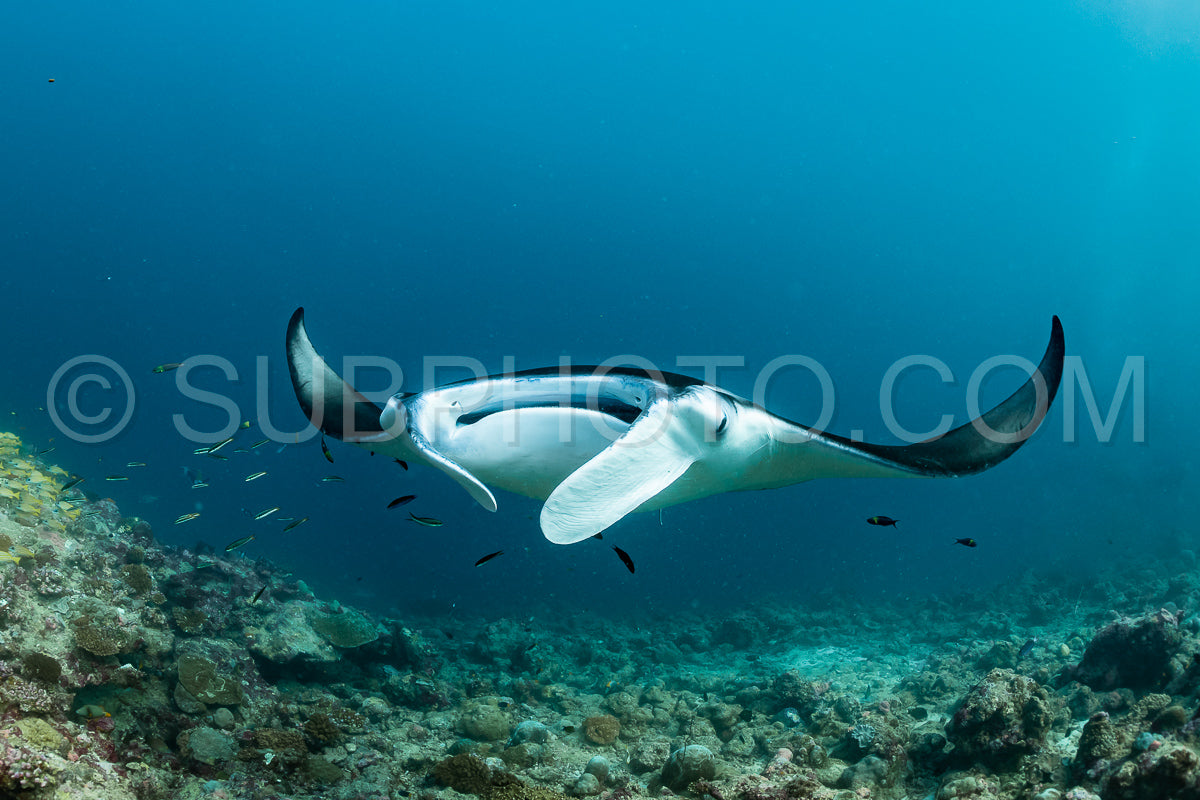 Manta ray rays flying around a cleaning station in the Maldives