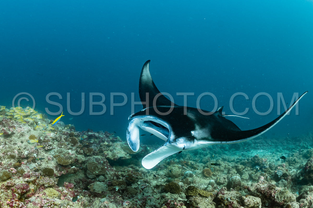 Manta ray rays flying around a cleaning station in the Maldives