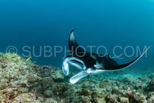 Manta ray rays flying around a cleaning station in the Maldives