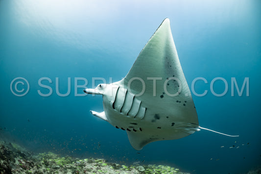 Manta ray rays flying around a cleaning station in the Maldives