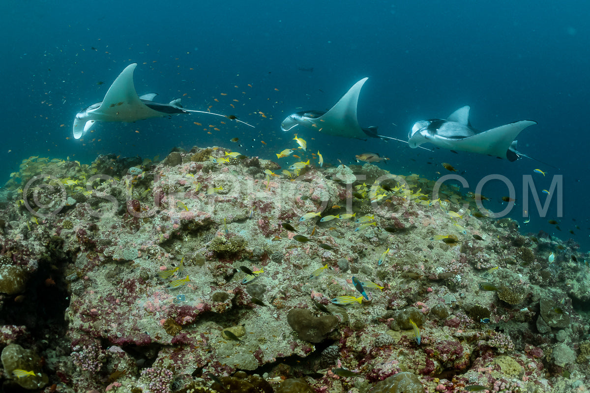 Manta ray rays flying around a cleaning station in the Maldives