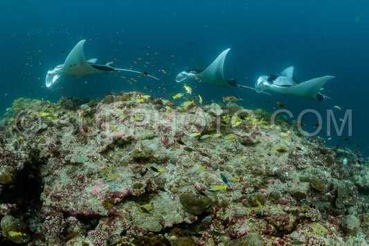 Manta ray rays flying around a cleaning station in the Maldives