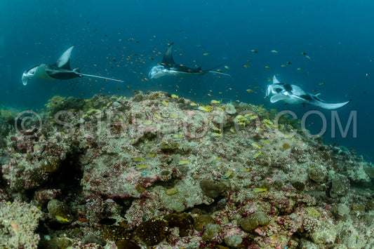 Manta ray rays flying around a cleaning station in the Maldives
