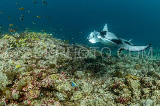 Manta ray rays flying around a cleaning station in the Maldives