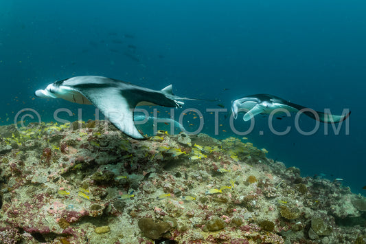 Manta ray rays flying around a cleaning station in the Maldives