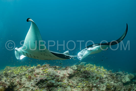 Manta ray rays flying around a cleaning station in the Maldives