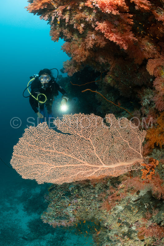woman diver visiting a coral reef with gorgonian or sea fan