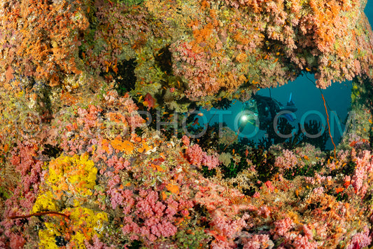 woman diver visiting a coral reef with yellow soft coral