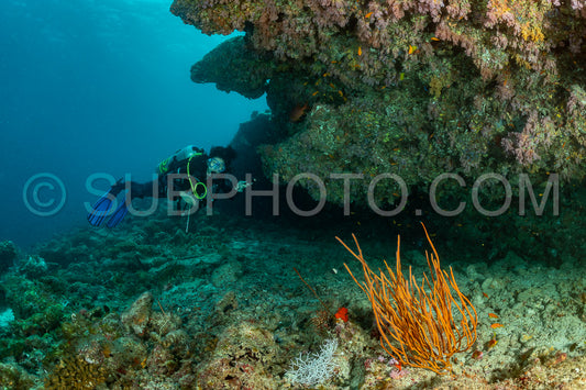 woman diver visiting a coral reef with gorgonian or sea fan