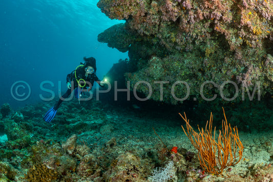 woman diver visiting a coral reef
