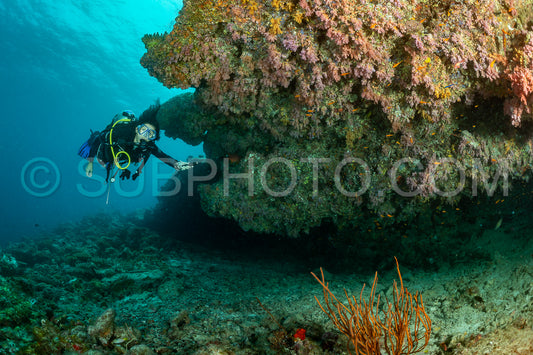 woman diver visiting a coral reef