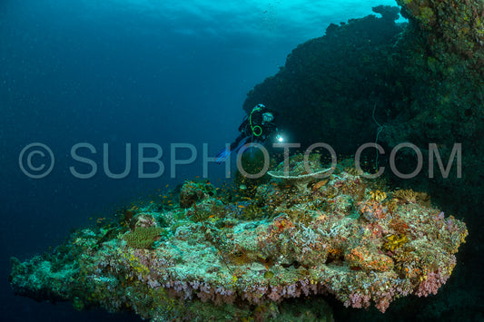 woman diver visiting a coral reef