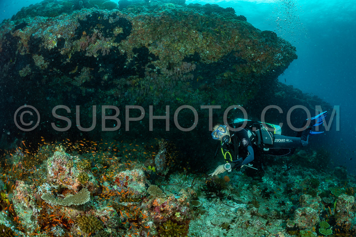 woman diver visiting a coral reef