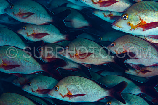 Photo de banc de vivaneaux à bosse