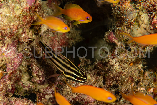 blackstripe cardinalfish with anthias