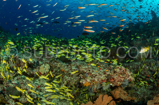 Photo de Banc de vivaneaux avec un plongeur