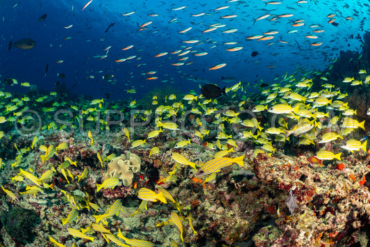 Photo de Banc de vivaneaux avec un plongeur