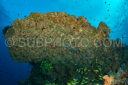 Photo de Banc de vivaneaux avec un plongeur