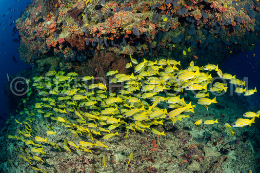 Photo de Banc de vivaneaux avec un plongeur