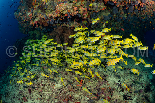 Photo de Banc de vivaneaux avec un plongeur