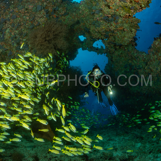 Photo de Banc de vivaneaux avec un plongeur