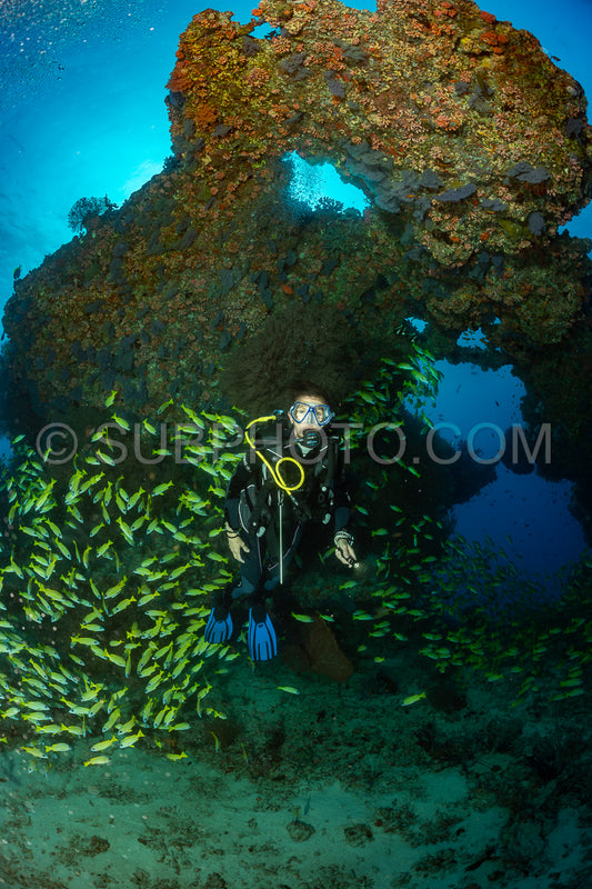 Photo de Banc de vivaneaux avec un plongeur