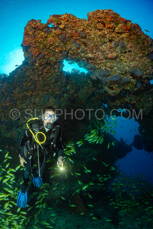 Photo de Banc de vivaneaux avec un plongeur