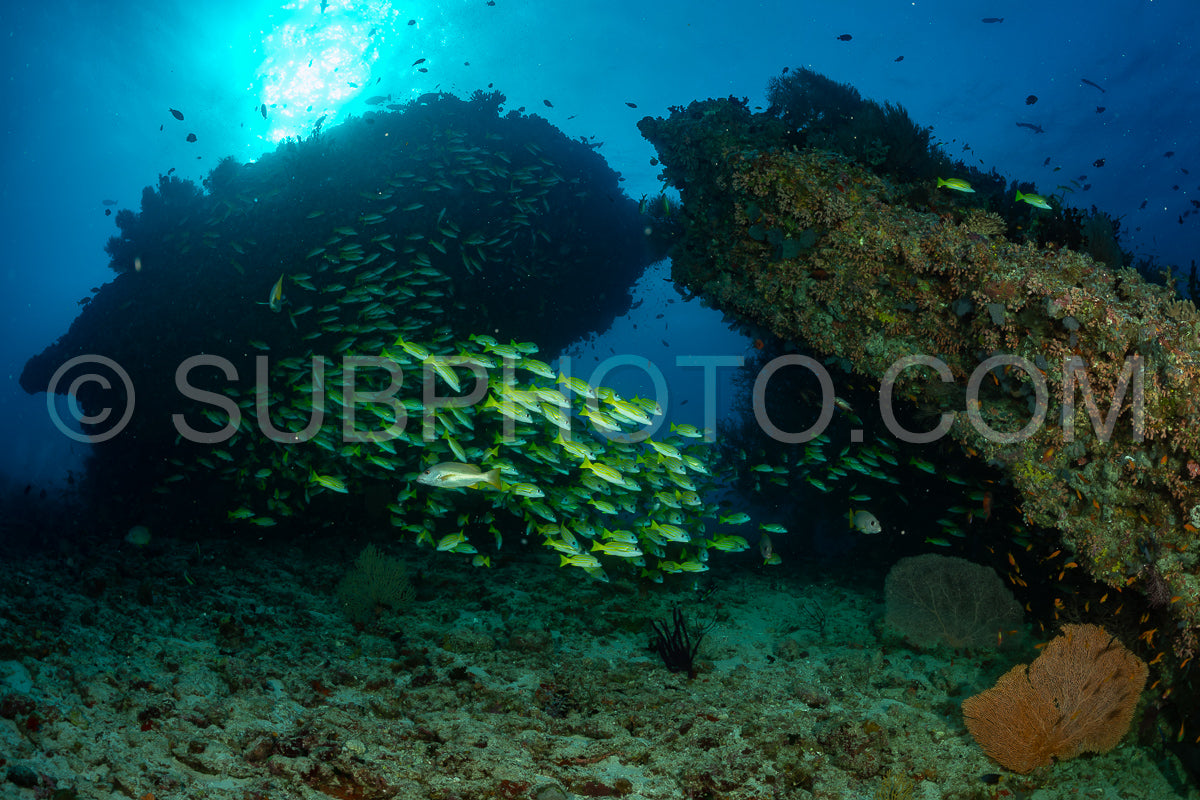 School of common bluestripe snapper with a diver