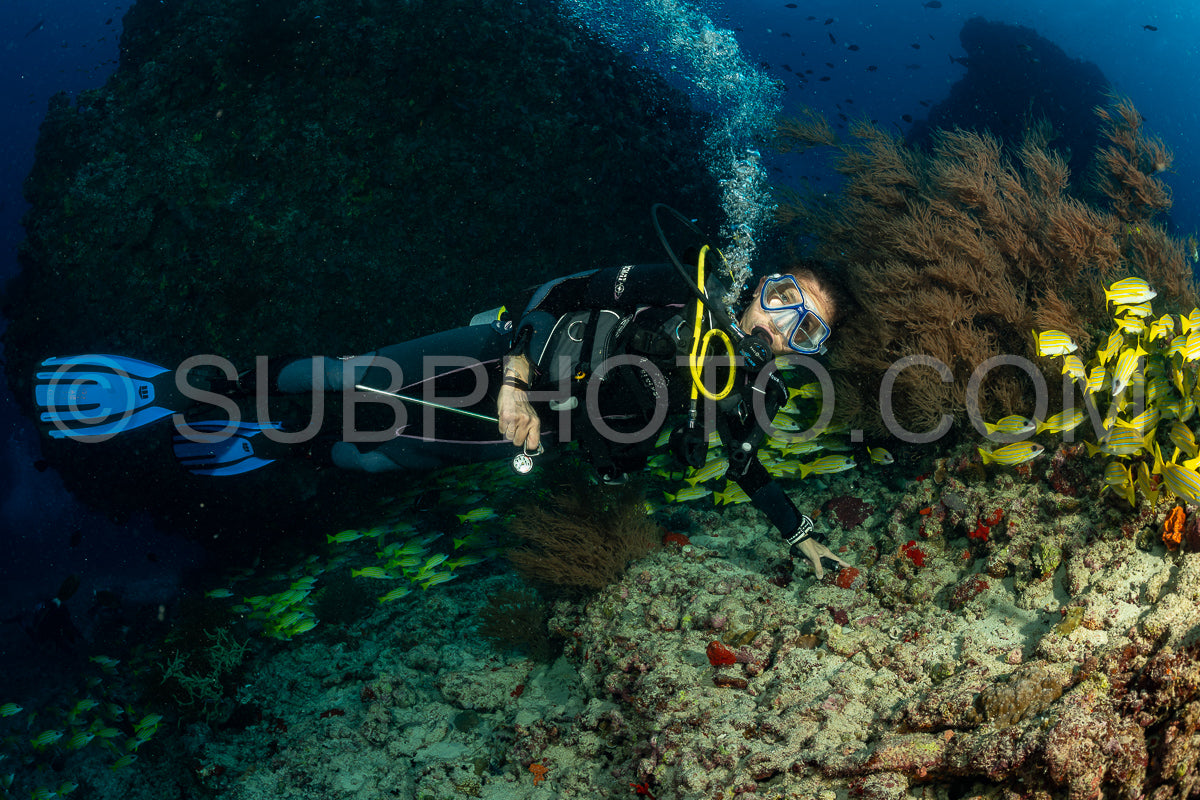 Photo de Banc de vivaneaux avec un plongeur