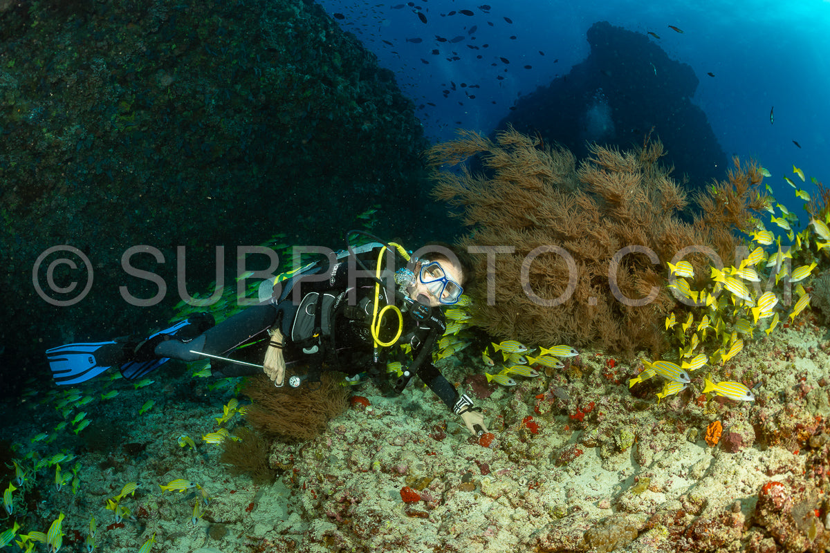 Photo de Banc de vivaneaux avec un plongeur