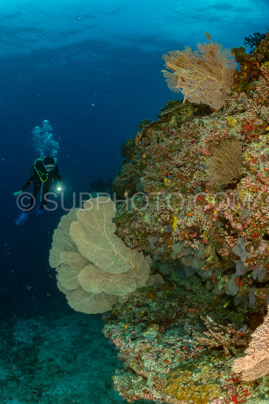 woman diver visiting a coral reef with gorgonian or sea fan