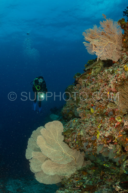 woman diver visiting a coral reef with gorgonian or sea fan