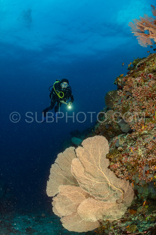 woman diver visiting a coral reef with gorgonian or sea fan