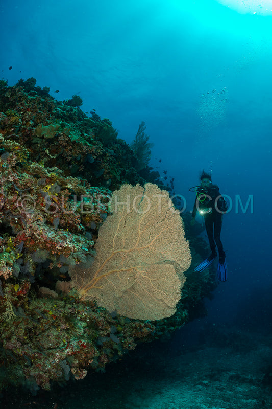 woman diver visiting a coral reef with gorgonian or sea fan