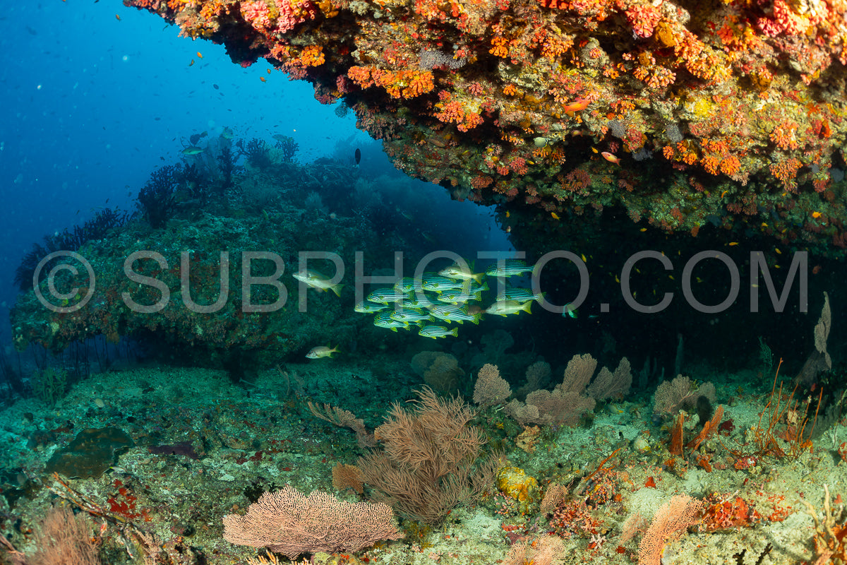 Photo de banc de gaterins bagnards