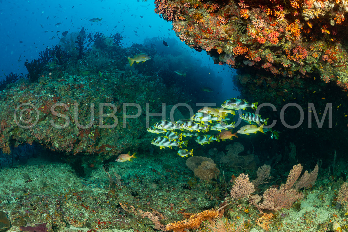 Photo de banc de gaterins bagnards