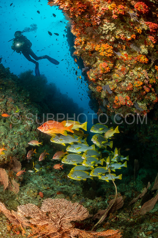 woman diver with a school of oriental sweetlips