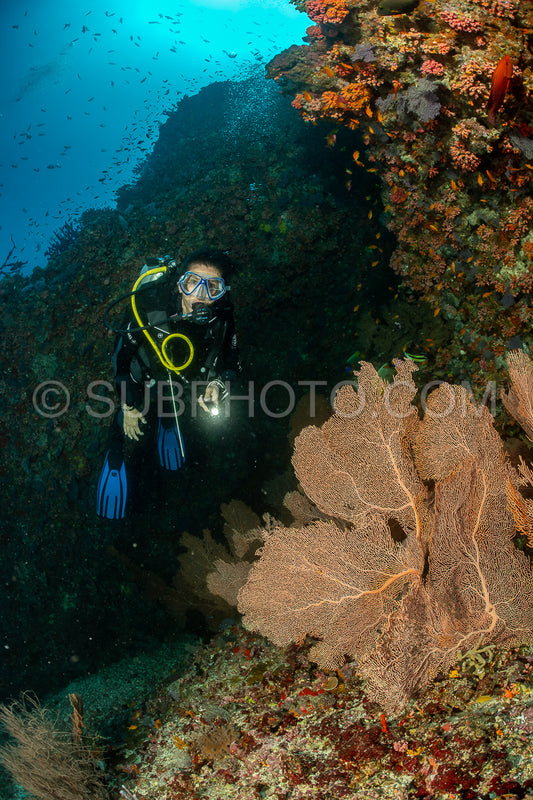 woman diver visiting a coral reef with gorgonian or sea fan