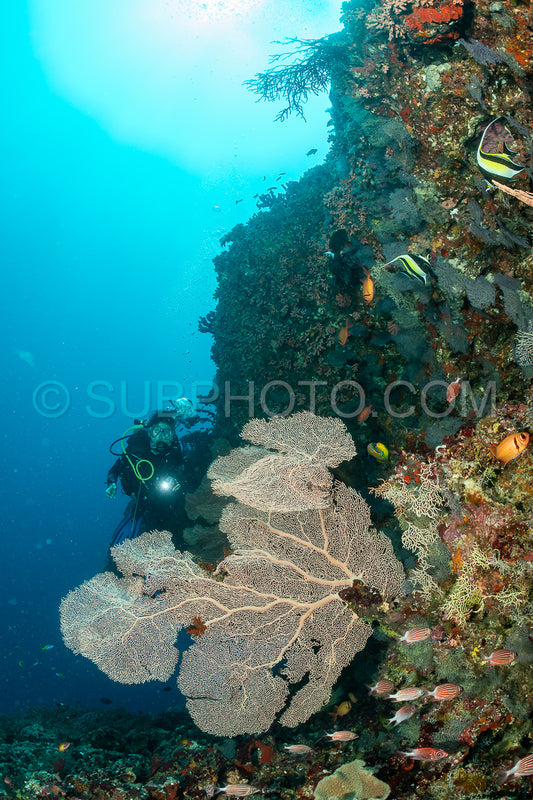woman diver visiting a coral reef with gorgonian or sea fan