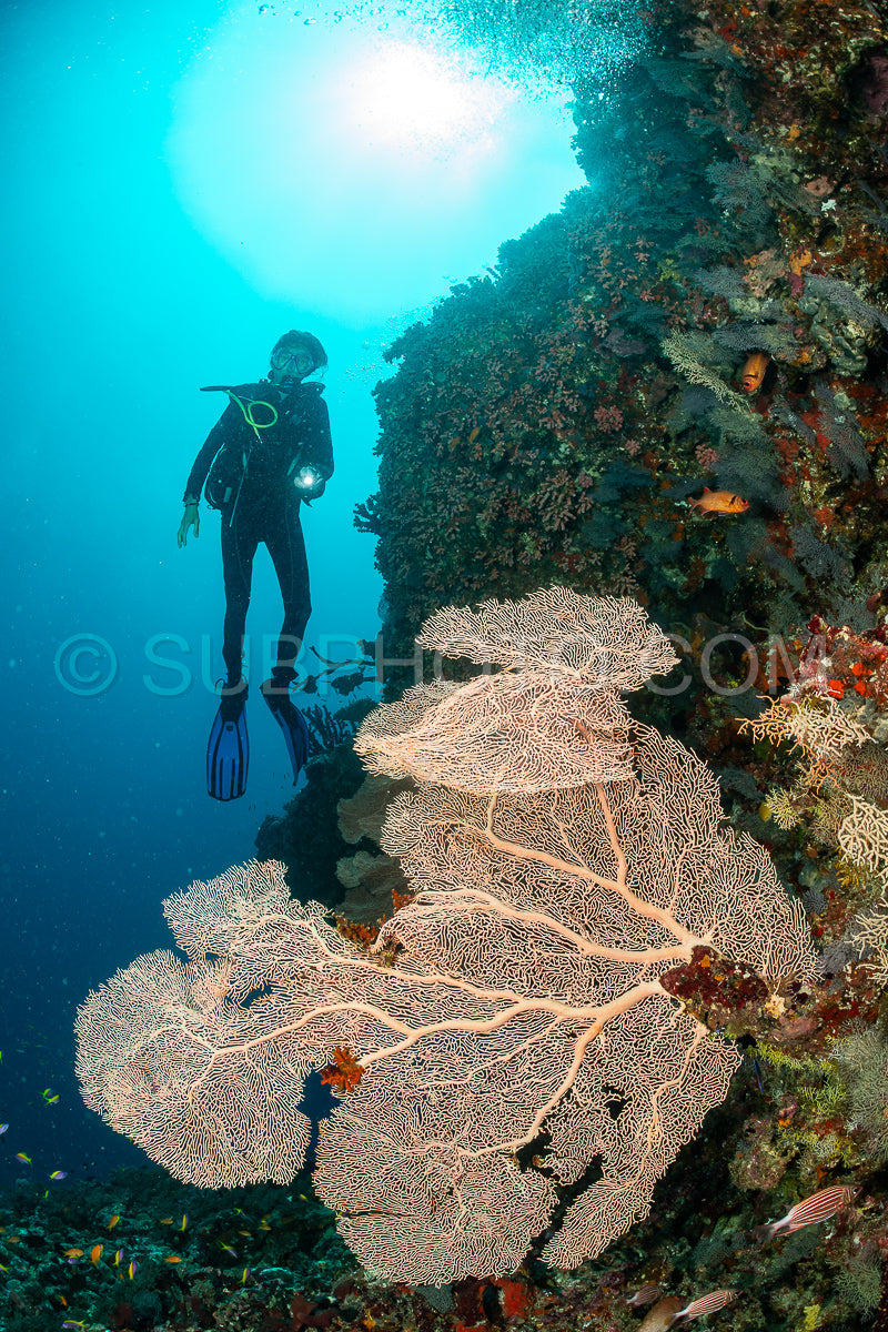 Photo de femme plongeuse visitant un récif corallien avec gorgone ou éventail de mer