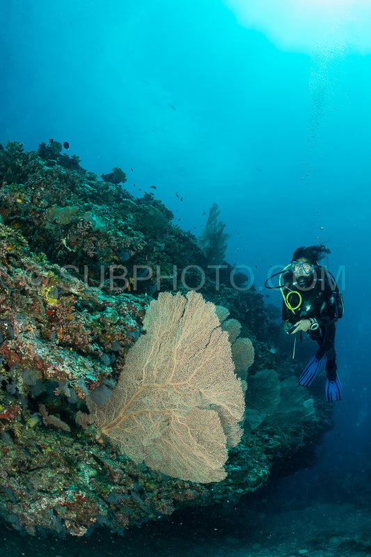 woman diver visiting a coral reef with gorgonian or sea fan