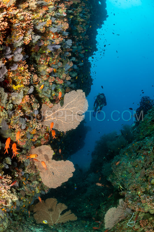 woman diver visiting a coral reef with gorgonian or sea fan