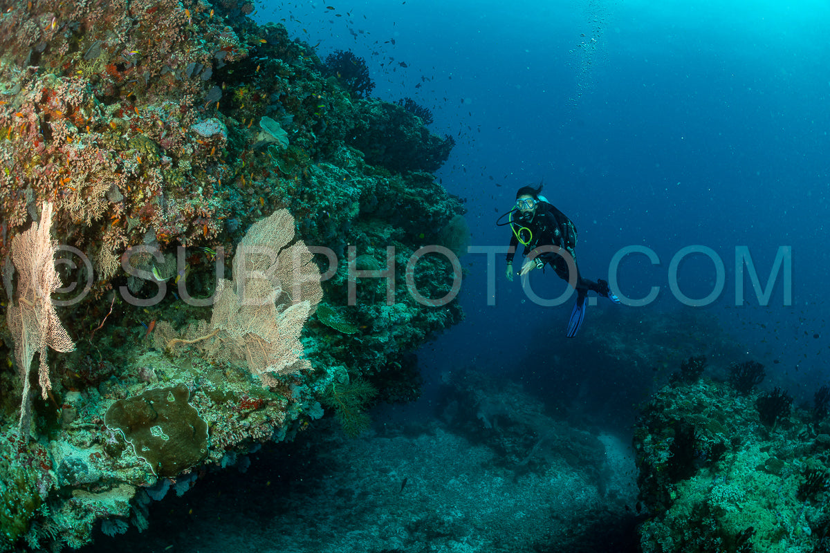 woman diver visiting a coral reef with gorgonian or sea fan